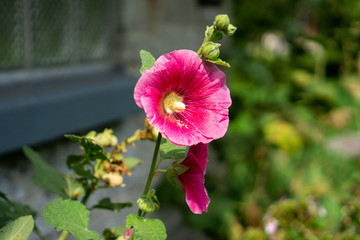 Pink flower in garden at park