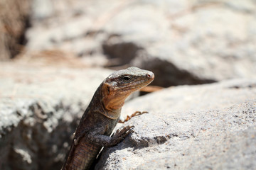 Gran-Canaria-Rieseneidechse, Kanareneidechse, Gekko 