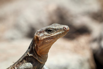 Gran-Canaria-Rieseneidechse, Kanareneidechse, Gekko 