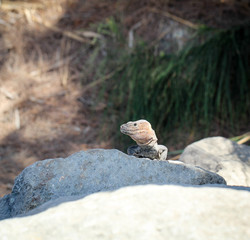 Gran-Canaria-Rieseneidechse, Kanareneidechse, Gekko 