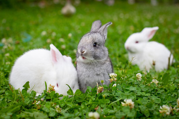 Beautiful Small Pets Of Rabbits In Grass Walk On Field Outdoor In Summer.