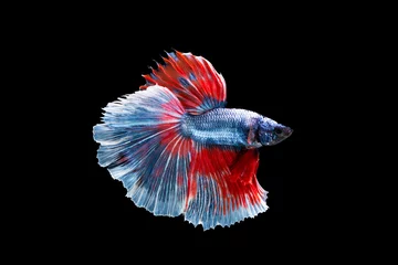 Gordijnen The moving moment beautiful of siamese betta fighting fish in thailand on black background.  © Soonthorn