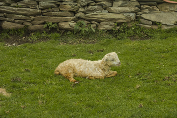 Naklejka premium white sheep lamb on the green grass nearby stone wall