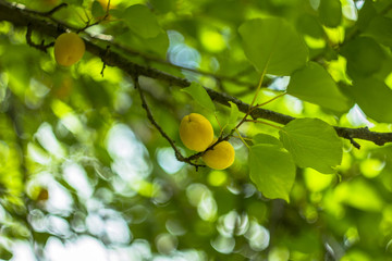 yellow apricot on the green branch