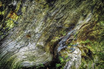 Tree bark, the unsung heroine of the forest, bravely braving the elements! It's like a knight's armor, only instead of dragons, it protects against bugs and fungi.