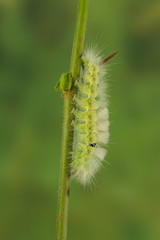 Buchensteck-Raupe