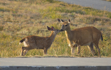 Doe and fawn nose to nose, kissing, Hurricane Ridge, Olympic National Park, WA, USA