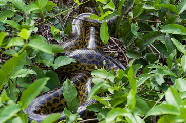 Sucuri in green forest in Brazilian Pantanal