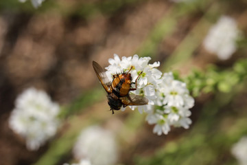 Fliege auf einem Blatt, Pflanze