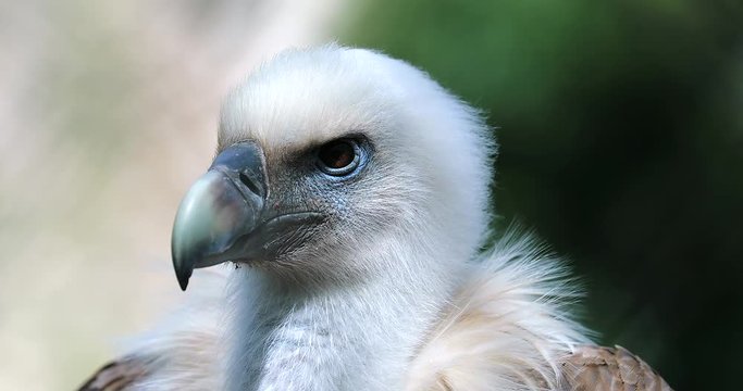 Close Up Portrait Of A Griffon Vulture Head (Gyps Fulvus), Also Known As The Eurasian Griffon - DCi 4K Resolution