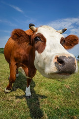 Fototapeta na wymiar Lustige Kuh - Nahaufnahme einer neugierigen Kuh, Hochformat