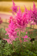 Beautiful Fluffy Pink Flowers Of Astilbe Grow In Sunny Flower Beds In Summer Close Up.