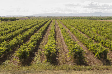 Fototapeta na wymiar Vineyards with bunches of ripe grapes for wine