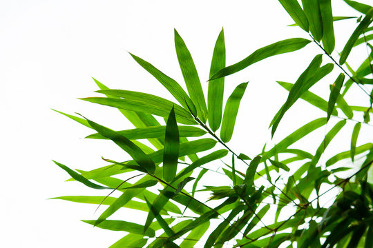 Beautiful green bamboo leaves isolated on white background in summer season. It use for artworks,  postcard, wallpaper.