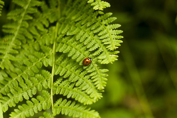 ladybug on the green fern leaf