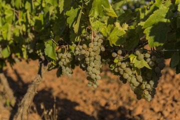 Vineyards with bunches of ripe grapes for wine