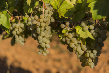 Vineyards with bunches of ripe grapes for wine