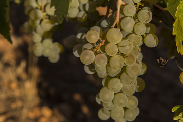 Vineyards with bunches of ripe grapes for wine
