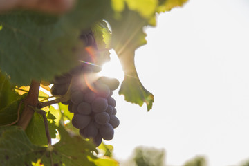 Vineyards with bunches of ripe grapes for wine