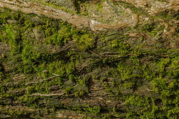 moss on the bark tree