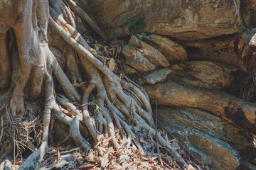 Seedlings and root on the stone.