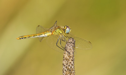 Libellula Verde