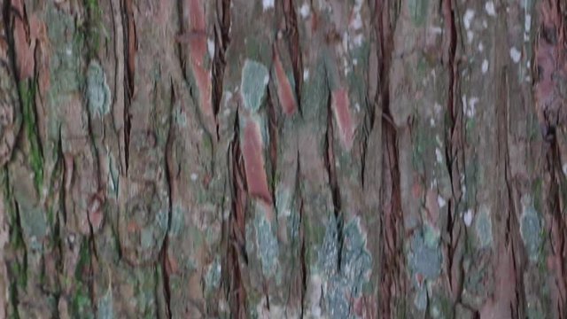 Natural tree bark with dry brown scales and lines