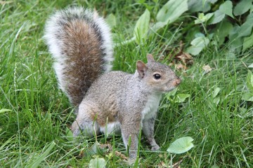 Obraz premium scoiattolo