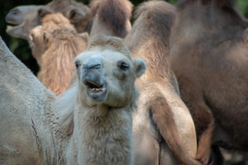 Obraz premium cammello