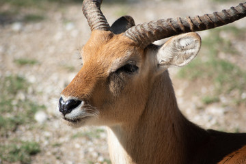 antilope