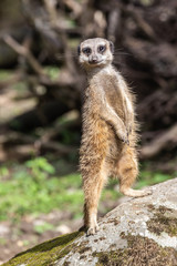 meerkat / stokstaartje