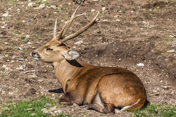 Boar deer / Zwijnshert