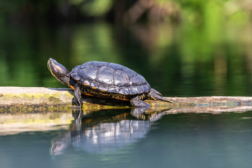 turtle in the pond