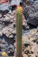 Stacheliger Zeigefinger