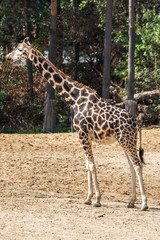 Rothschildgiraffe