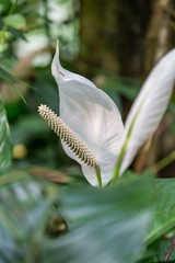 close up of a white feather