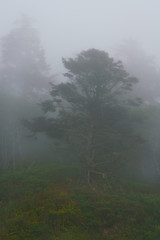 Fog Along Ruby Beach