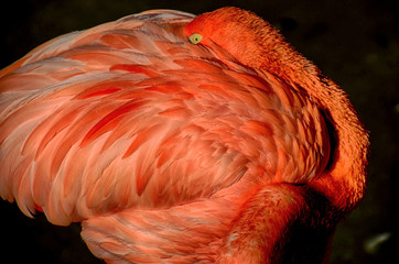 Flamingo Eye