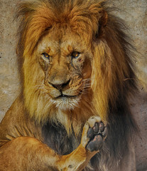 Lion's Paw