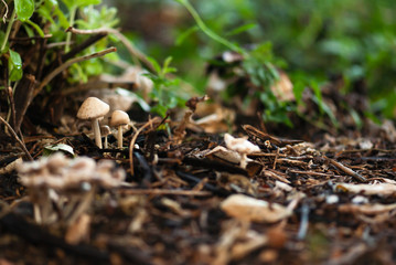 Tiny Brown Mushrooms