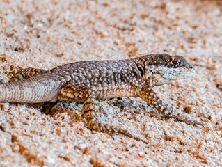 Reptile