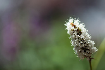 Wild Bisort Flower