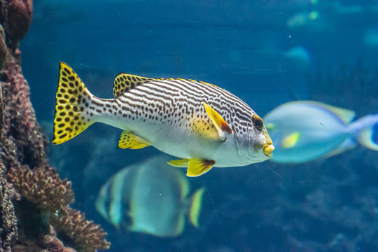 sharks and moonfish at Burgers Zoo ocean