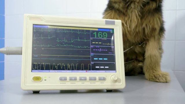 The vet checking the heartbeat of the dog in the veterinary clinic. 4K