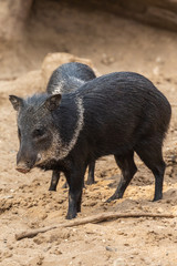 collarpeccari, Halsbandpekari