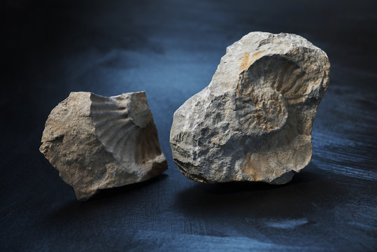 Versteinerte Ammoniten
