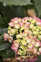 Wedding flowers bridal bouquet