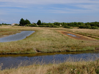 Le long de la SEUDRE (Charente Maritime)