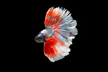 Rolgordijnen The moving moment beautiful of siamese betta fighting fish in thailand on black background.  © Soonthorn