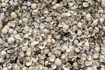 Shells at the beach in the northen part of Seeland in Denmark